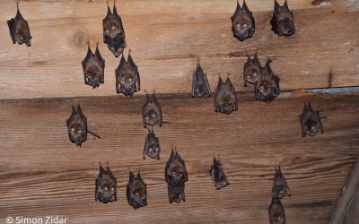 30 let mednarodnega varstva netopirjev